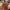 Sweet Foxlet Forest Friend – Noah0x03