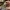 Tiny Forest Raccoon – Noah0x03