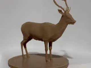 Deer