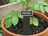 Potato Plant Sign-0