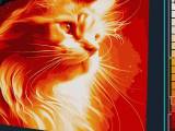 Interesting cat portrait-0