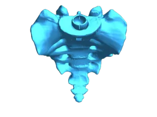 Full Size Articulating Spine