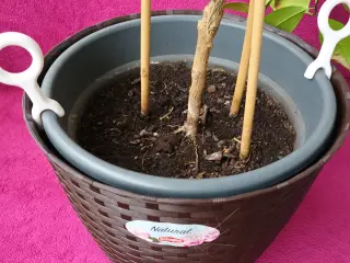 Plant Pot Lifter