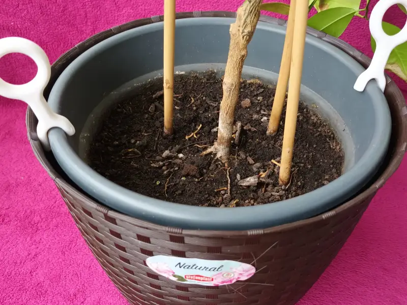 Plant Pot Lifter