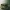 Low Poly Alligator