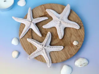 Starfish Decor Set