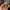 Honey Paws Little Puppy – Noah0x03