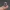 baby penguin 3d model