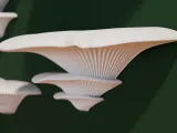 Mushroom ledges for enclosures-0