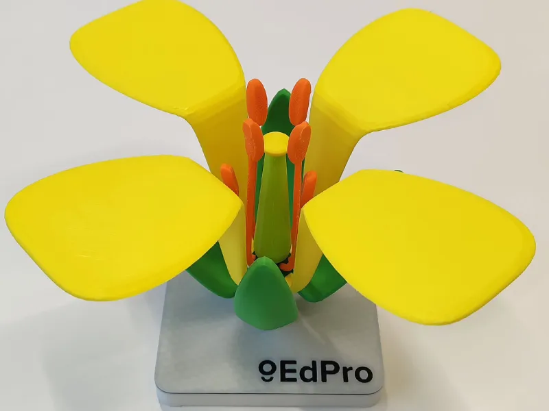 アブラナ属の花の構造