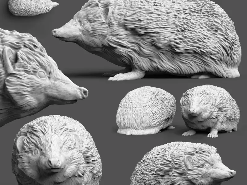 European Hedgehog