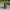 Tiki Gnome with Mug – Tropical Garden Guardian