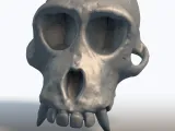 Monkey Skull 3D Model - Primate Anatomy Sculpture-0
