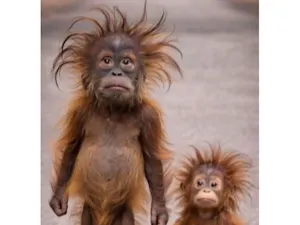 Photorealistic Baby Orangutan Pair