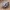 Eurasian Wolf Skull