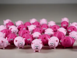 Teeny Tiny Pig