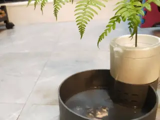 A small-scale water feature with plants