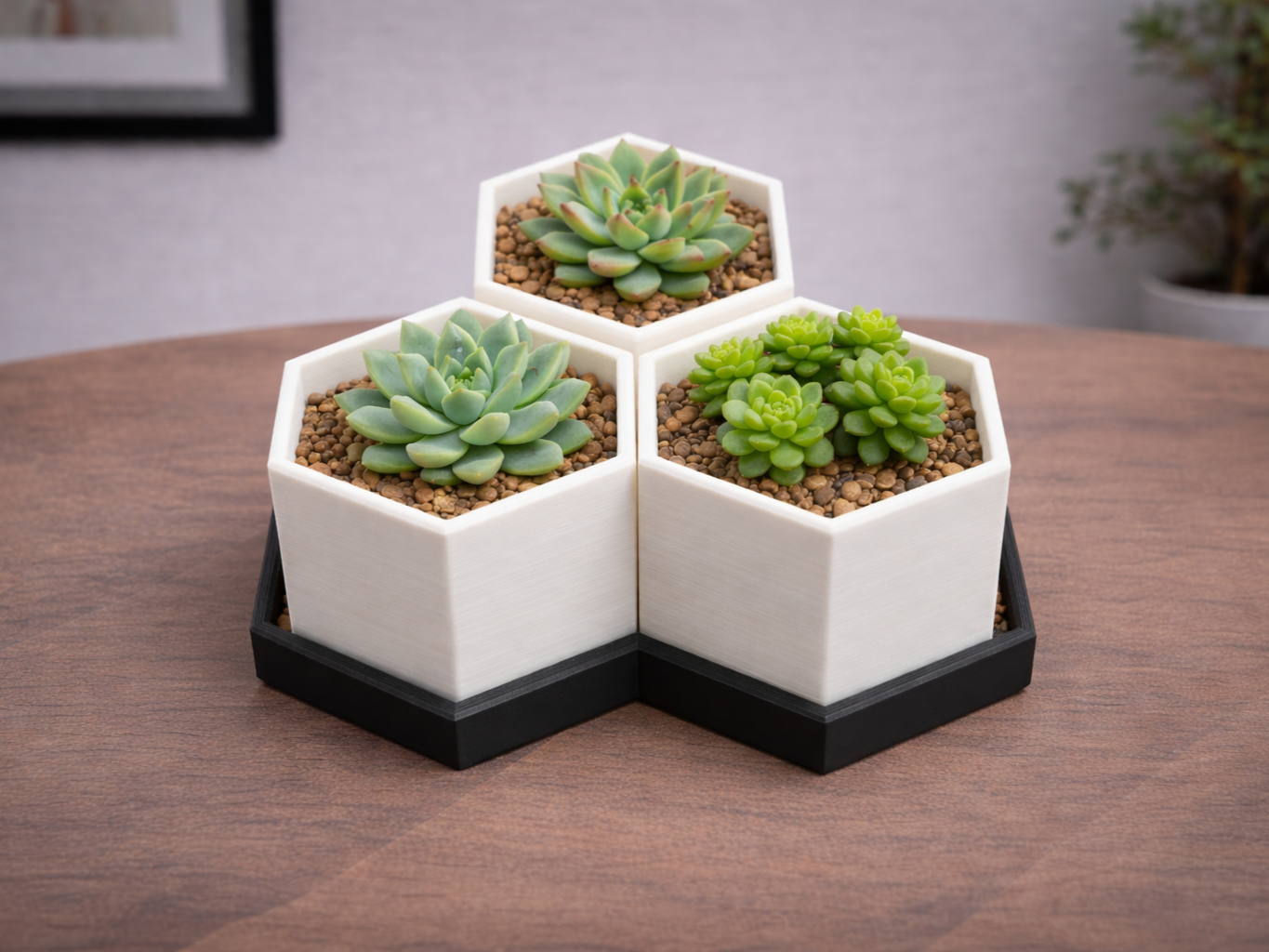 3D Printer Files | 3MF File | MACETERO SUCULENTAS TRIPLE
