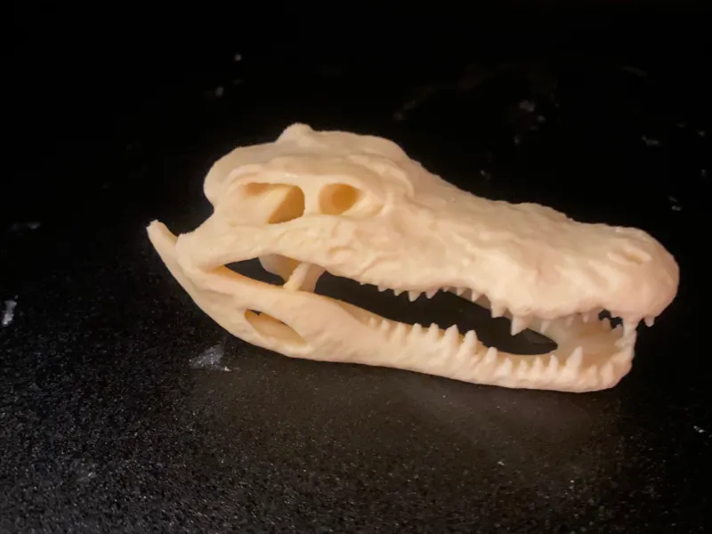 Alligator