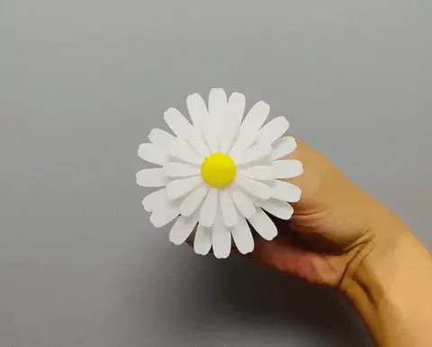 旋转小雏菊-0