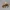 Abeille Low Poly