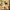 Chihuahua Dog 2D Wall Art