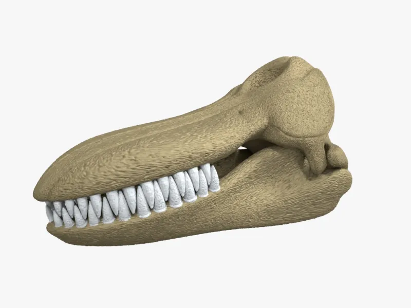 Detailed Killer Whale Skull Separated Parts 3D Printable