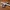 Corvus Racer 540