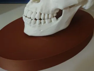 Anatomical Human Skull - Multi-Part Print with Base