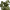 غوبلينة داخل يقطينة