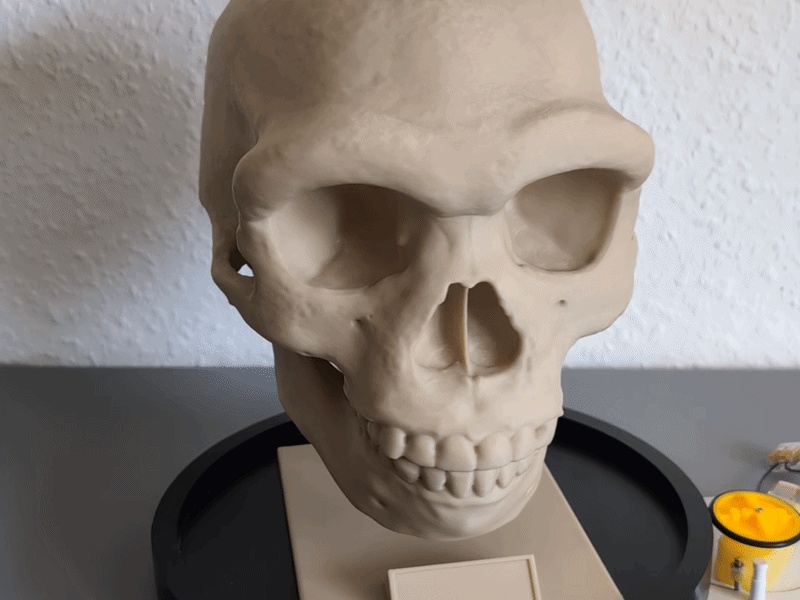 Crâne de Dénisovien - Modèle éducatif et support 🦴💀