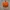 Jack-O-Lantern