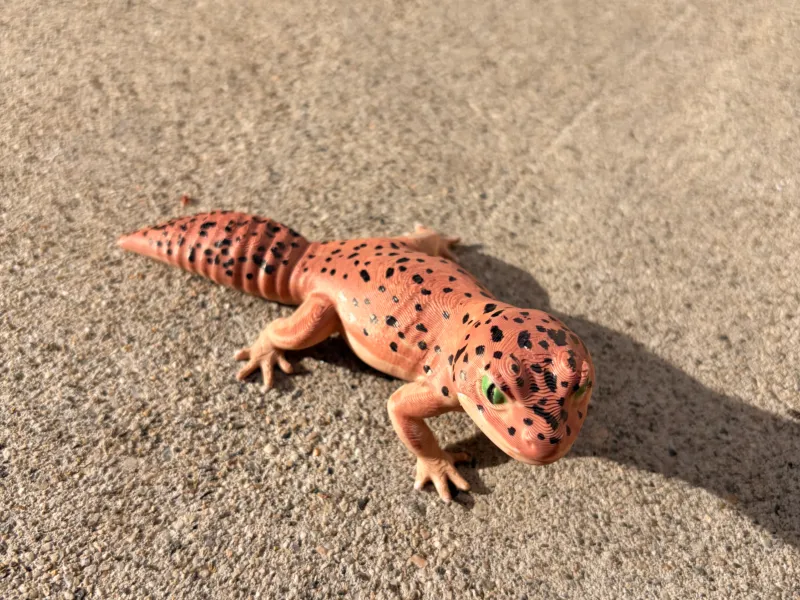 Leopard Gecko: Realistic Desktop Companion