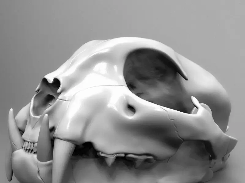 Bobcat Skull