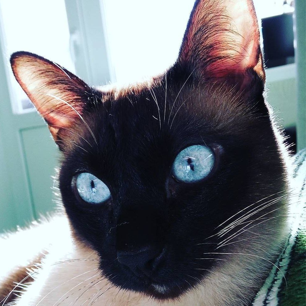 avatar of BlackPlastilin