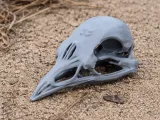 Bellbird Skull-0