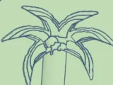palm tree coaster-0