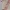 up dated japness chery blosom book mark