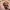 Petit Compagnon Gorille de la Jungle – Noah0x03