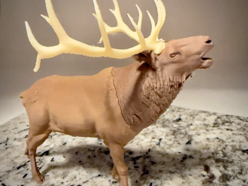 Elk bugling