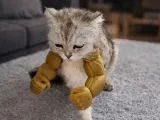 Bras de Chat-0