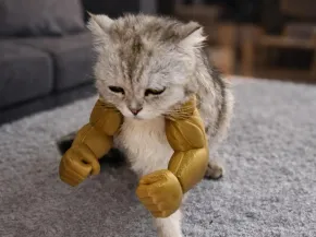 Brazos de Gato