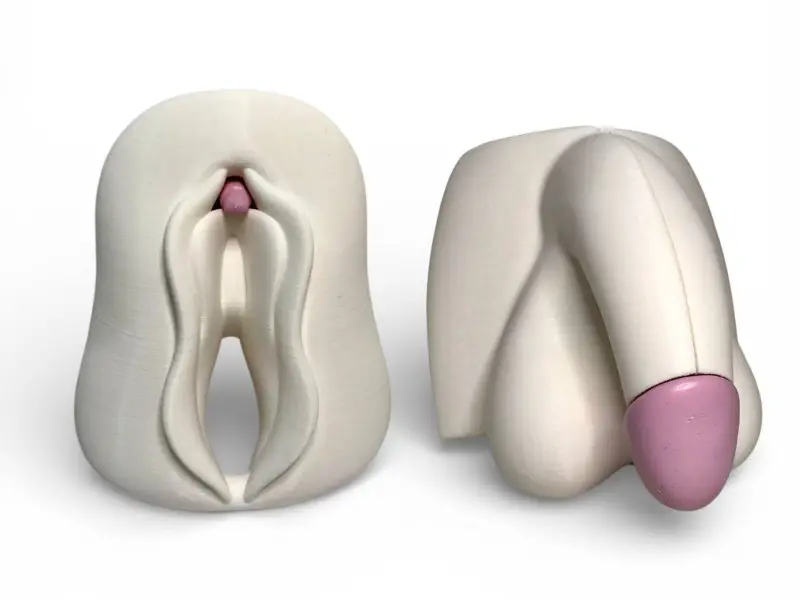Clitoris vulva and penis anatomy kit