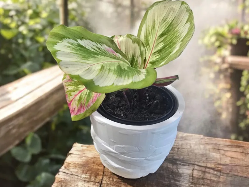 Vaso Mummia e Vaso Interno Autoirrigante