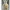 Ivory Frilled Vase with Plumeria