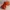 Minecraft Fox sitting/Minecarft Fuchs sitzend