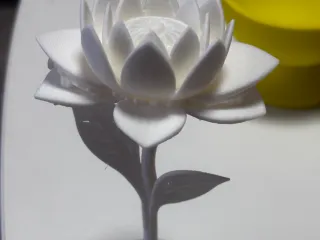 Spring flower