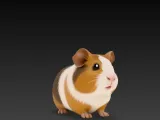GUINEA PIG-0