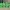 Pacote de Clickers Verdes de Halloween 2