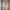 Collector's Edition Bikini Figure v14
